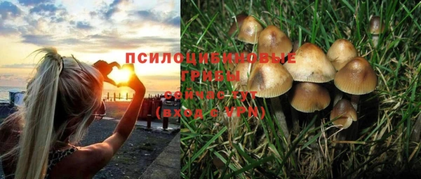 прущие грибы Покачи